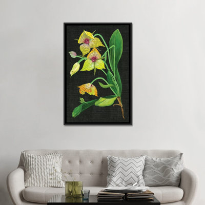 " Telipogon Caulescens I " by Melissa Wang