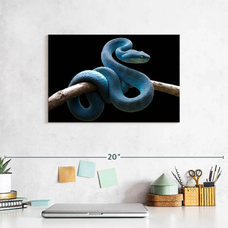 Brampt Blue Viper Snake, 8" H x 12" W