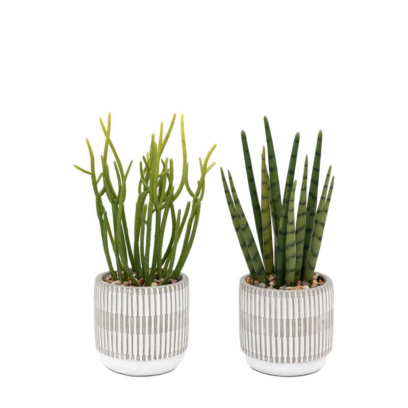 Small Succulents Ceramic Pots