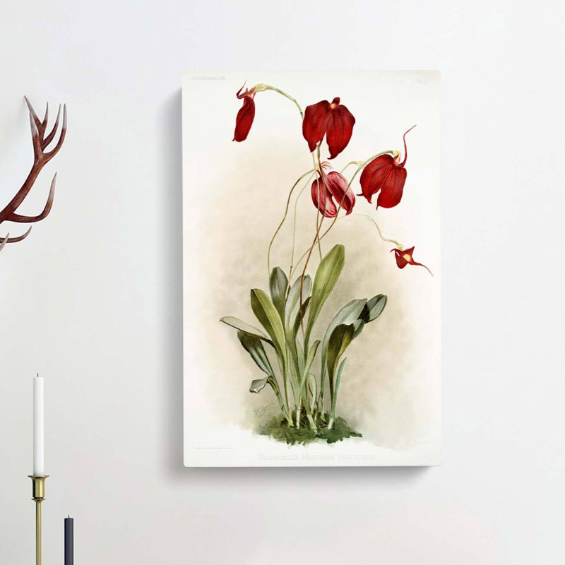 Magnolia Flowers Illustration Tab. 26 by Frederick Sander - Wrapped Canvas Print, 91cm H x 60cm W x 3cm D