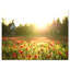 « popy field under light soleil », reproduction de photo sur toile tendue-64614833
