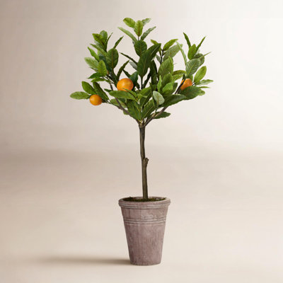 36'' Plant