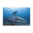 Tiger Shark Hunting Tiger Shark on Hunt Print Animal Wall Art-2011556923