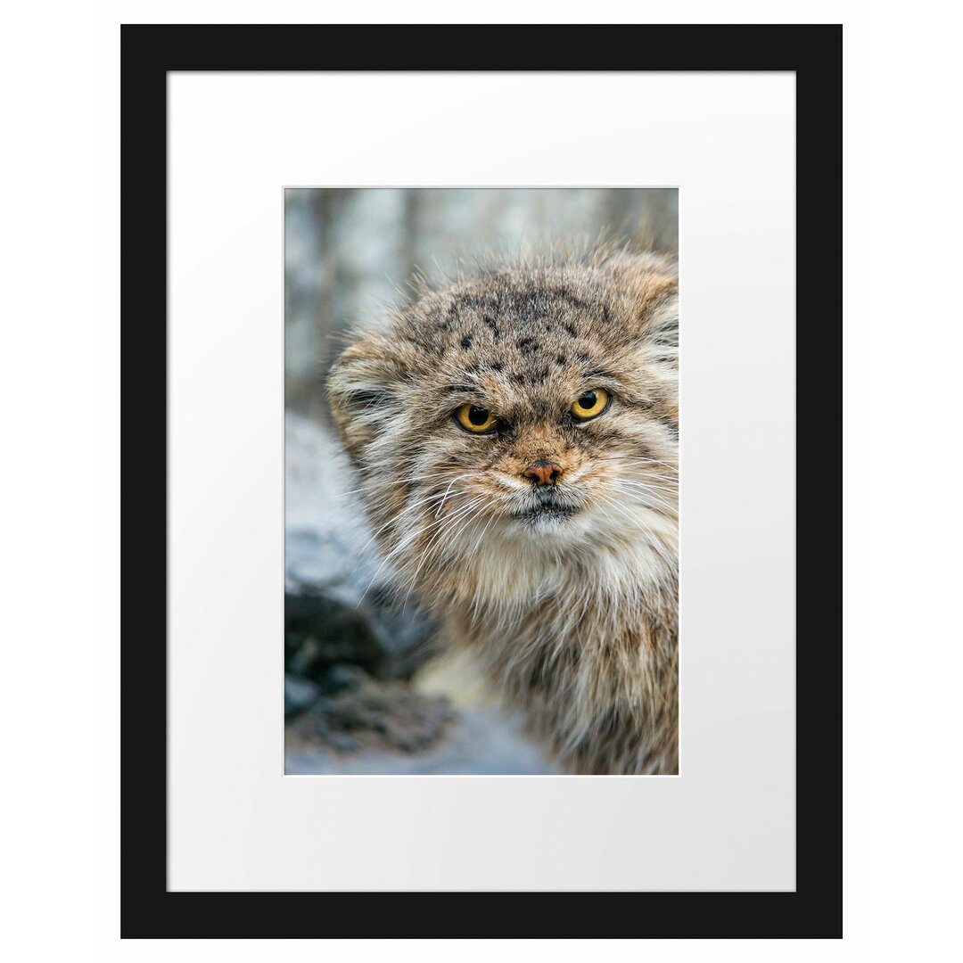 Gerahmtes Poster Wütende Manul