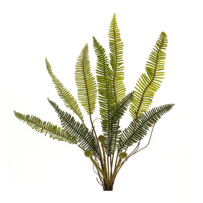Fern Sprays