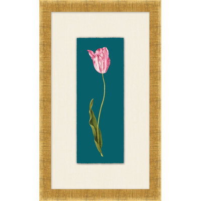 Tulipa Gesneriana 1 Print by Lillian August