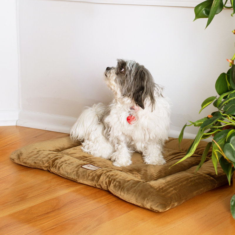 Tapis pour chien en velours doux, Moyen (l 27 po x P 19 po x H 2 po), Sauge vert