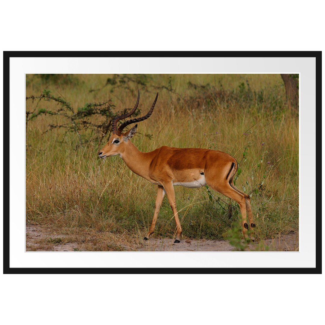 Gerahmtes Poster Dorkasgazelle in der Savanne