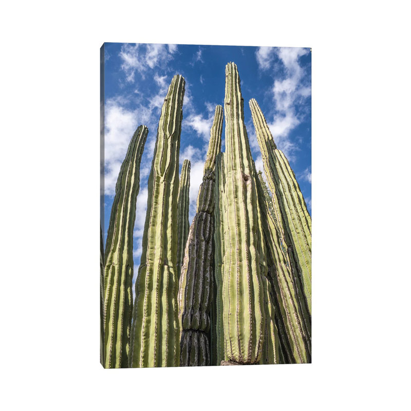 Grand jardin de cactus, H 40 po x l 26 po x P 1,5 po