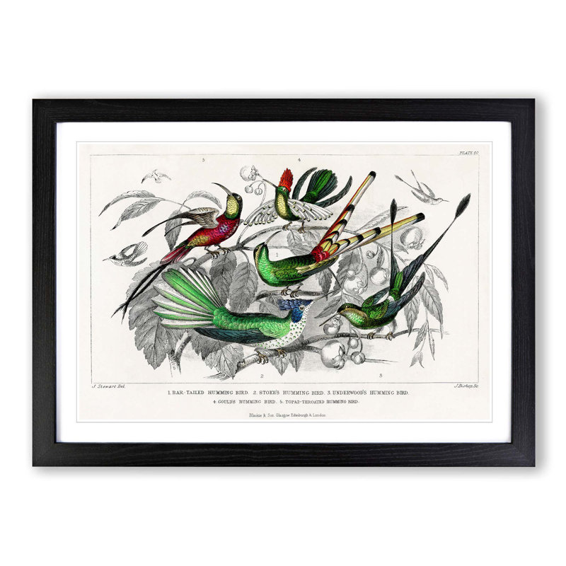 Collection of Hummingbirds PL. 60 by Oliver Goldsmith - Picture Frame Painting, 48cm H x 65cm W x 2cm D, Black Framed