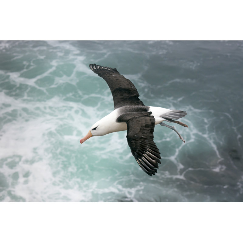 Black Browed Albatross - Wrapped Canvas Print