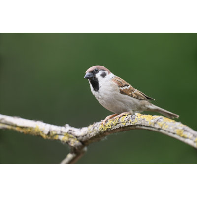 " Tree Sparrow "