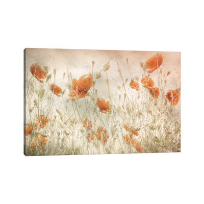 Coquelicots dans le champ NTA6