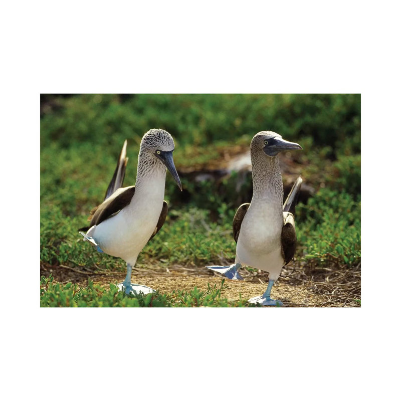 Blue-Footed Booby Pair Performing Courtship Dance by Tui De Roy - Wrapped Canvas Print, 66.04 cm H x 45.72 cm W x 3.175 cm D