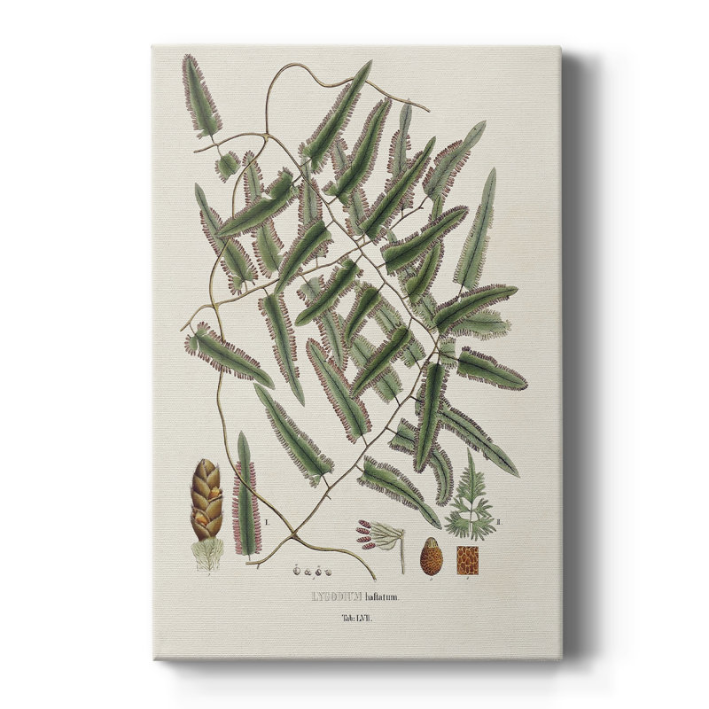 Botanical Society Ferns X - Gallery Cavas, H 18 po x l 12 po