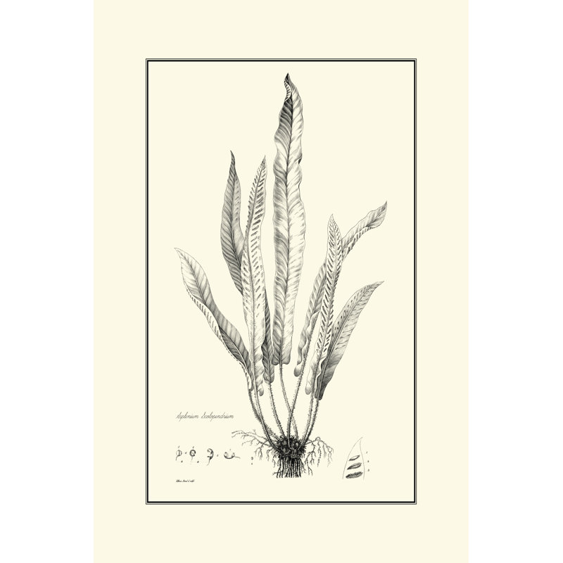 Fern IV by Curtis - Wrapped Canvas Print, 46cm H x 30cm W