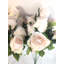 Boutons de roses en fleurs qui rêvent-1273568502