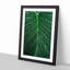 Dewdrops upon a Green Leaf in Abstract - Picture Frame Graphic Art Print-55740198-55740202