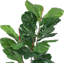 99cm Plant