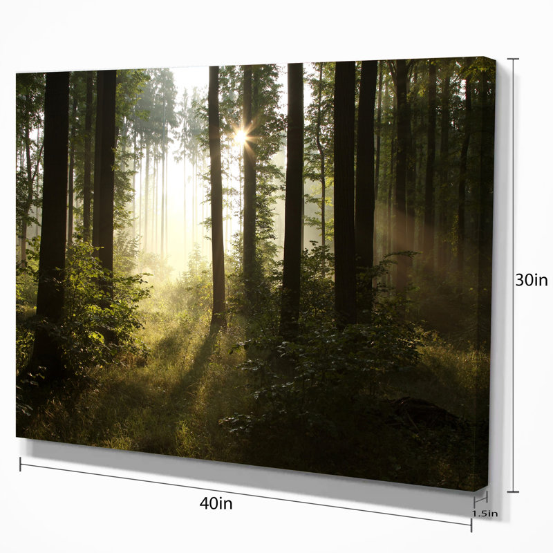 Early Morning Sun Green Forest Landscape Canvas Print