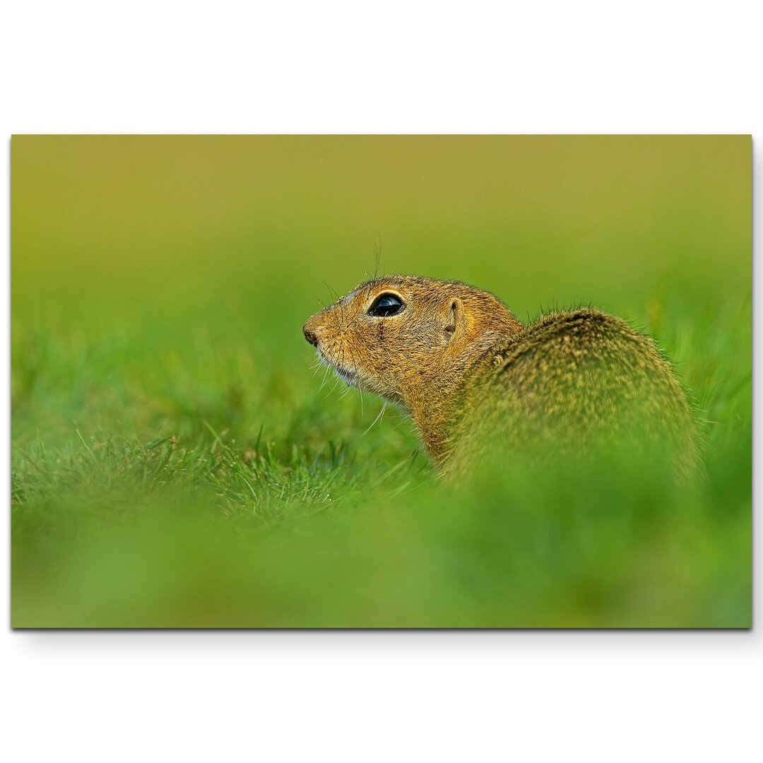 Leinwandbild Europäischer Ziesel im Gras