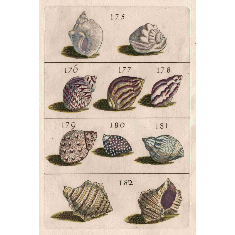 Shell Collection VI 2855513, H 18 po x l 12 po