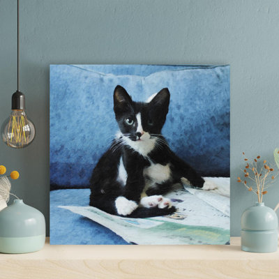 " Tuxedo Cat Lying On Blue Textile " Graphic Art Painting
