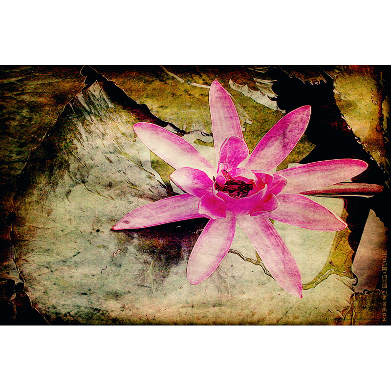 Lily Ponds IV - Wrapped Canvas Print, 30cm H x 46cm W