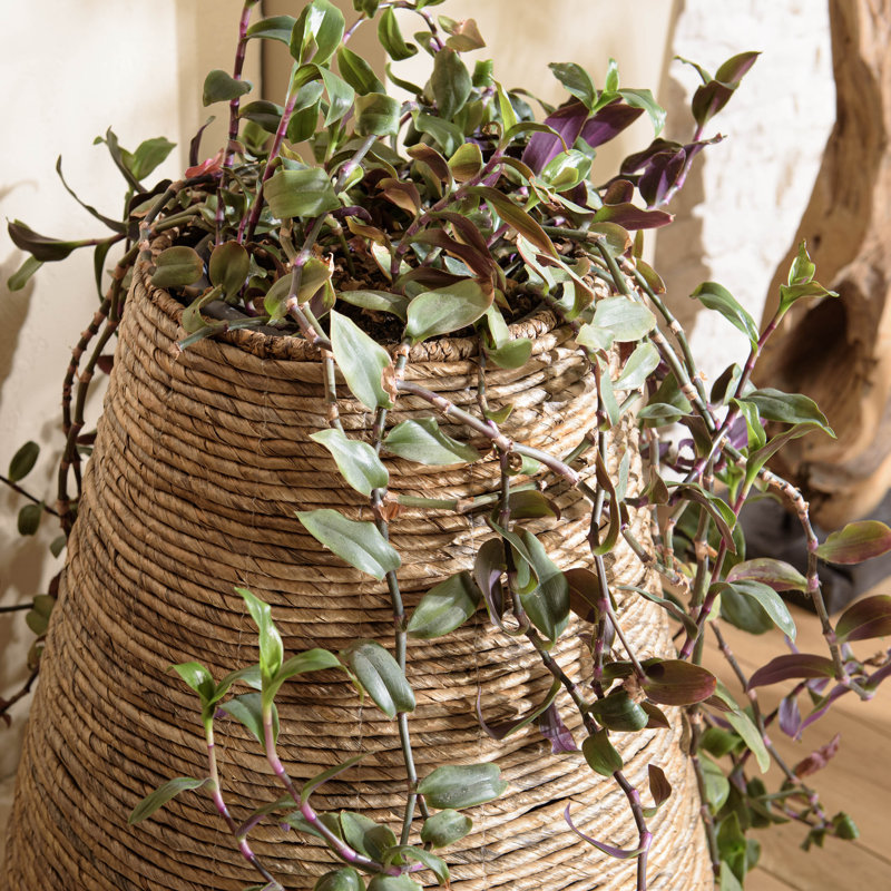 Aadhira Planter Box