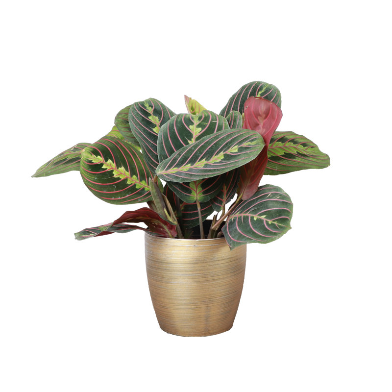 Live Red Prayer Plant in Classic Pot, Gold