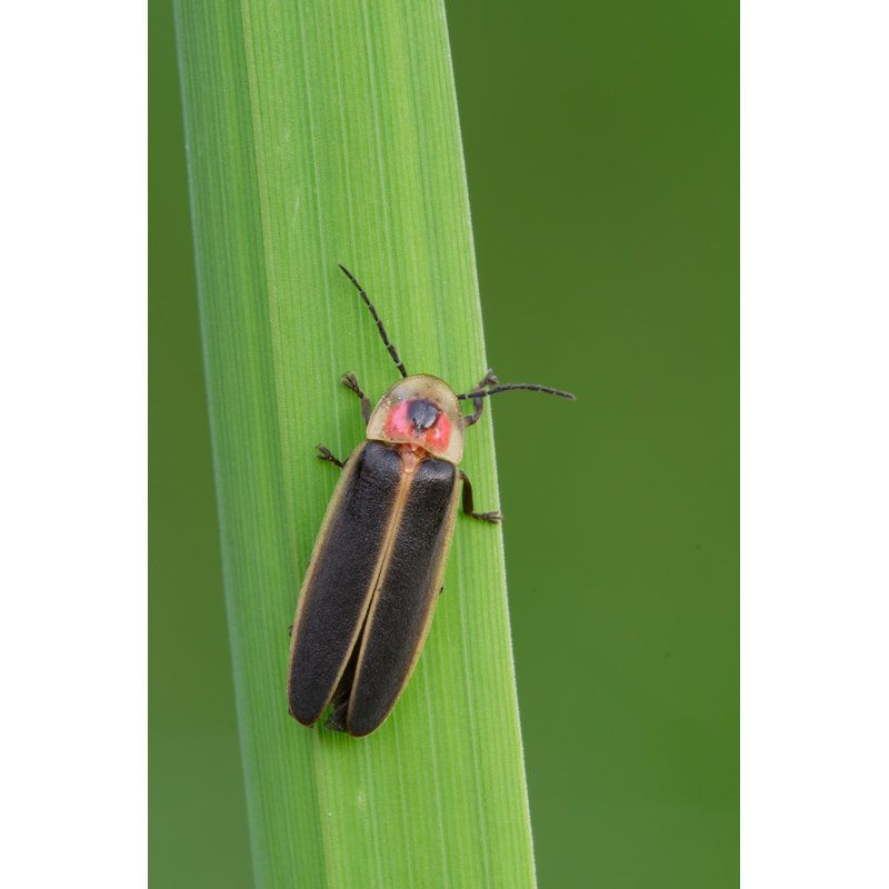Firefly - Photographie sur toile tendue, L 12 po x H 18 po