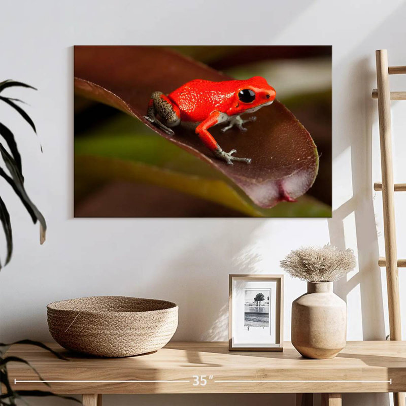 Crowle Poison Frog, 16" H x 24" W