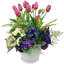 Tiges de tulipes
