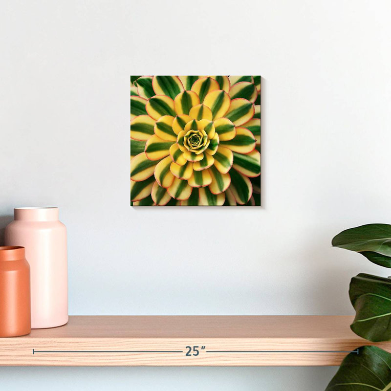 Harnek Striped Succulent, 10" H x 10" W