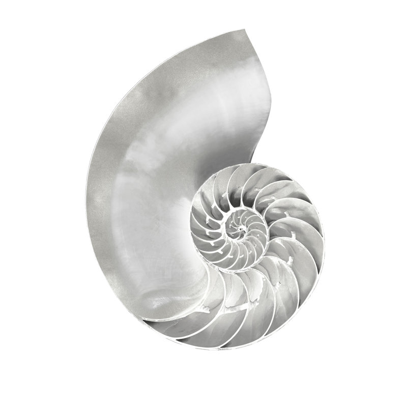 «Silver Pearl Shell II» par Caroline Kelly - reproduction d'art sur toile tendue, H 24 po x l 18 po
