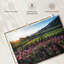 Alvord Napa Valley, vignes et fleurs-107678039