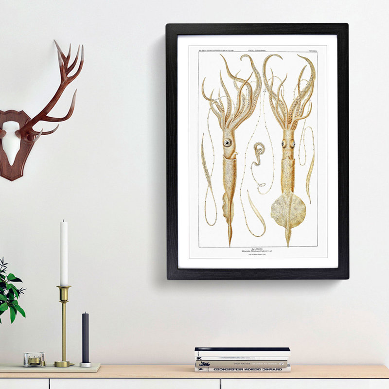 Squid Illustrations by Carl Chun - Picture Frame Painting Print, 36cm H x 27cm W x 2cm D, Black Framed