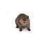 STATUE DE CUB AMERICAN BEAVER