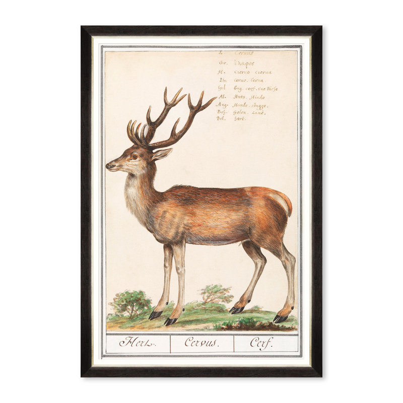 CERVUS