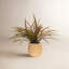 Spider Plant in Cement Pot