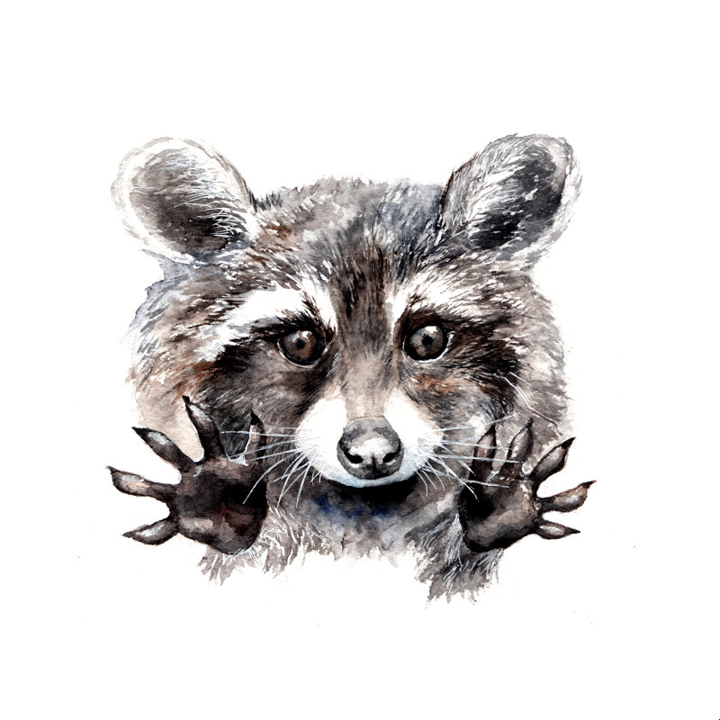 «Magic Raccoon», impression sur toile tendue, H 20 po x l 20 po, Cadre simple noir, Non