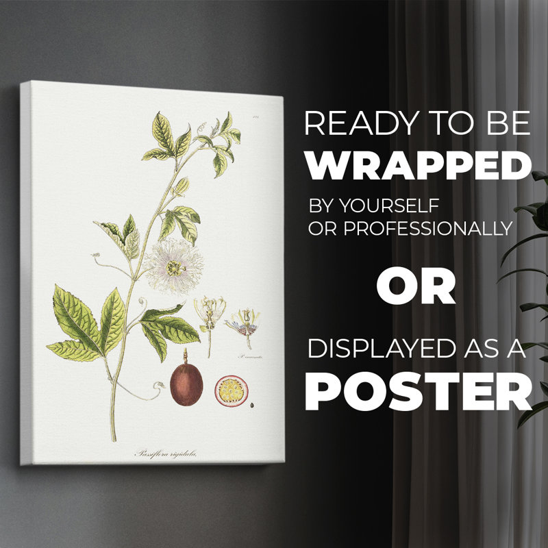 Passion Flower Trio II -Canvas Print Only - NOT FRAMED, 18" H x 12" W