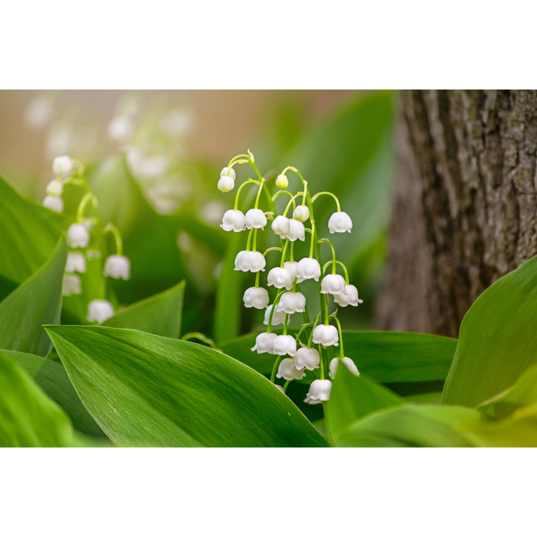 Leinwandbild Maiglöckchen (Convallaria Majalis), Blühend im Frühlingswald