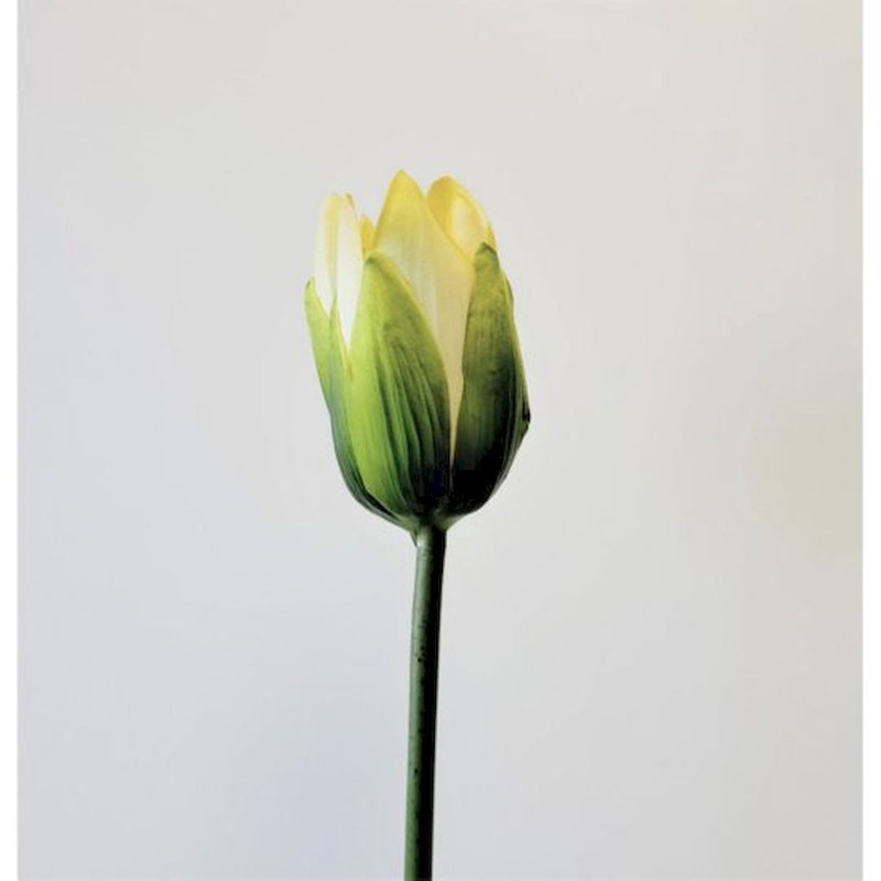 Fleur de lotus jaune clair