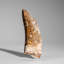 Genuine Mosasaurus Tooth In Display Case (38 Grams)