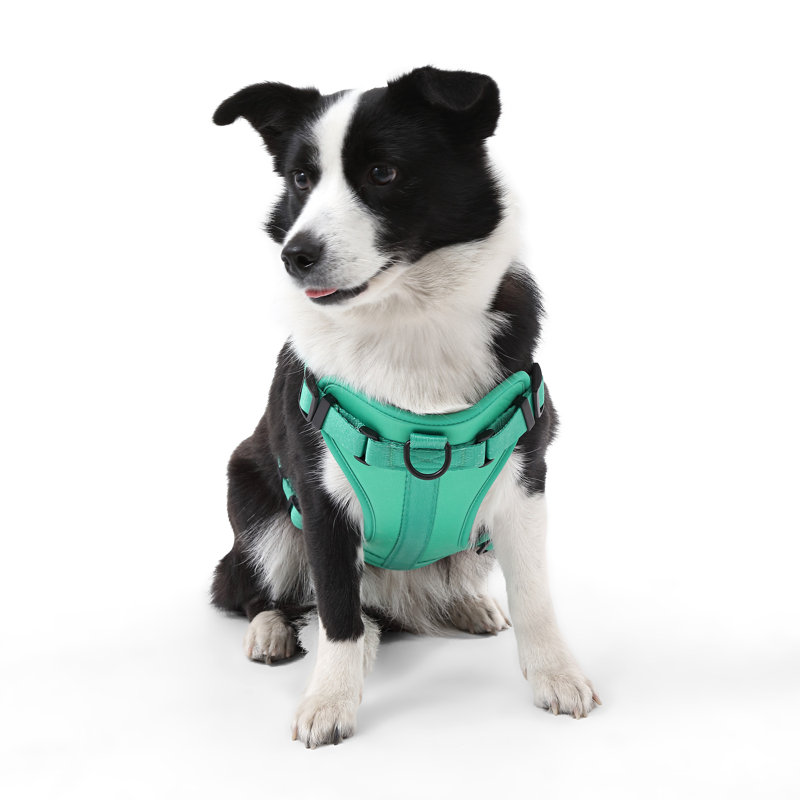 Harnais pour animal de compagnie Arlo, Émeraude, 37" W x 37" D