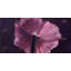 Pétales mauves - toile encadrée botanique florale pour la décoration intérieure-120118770