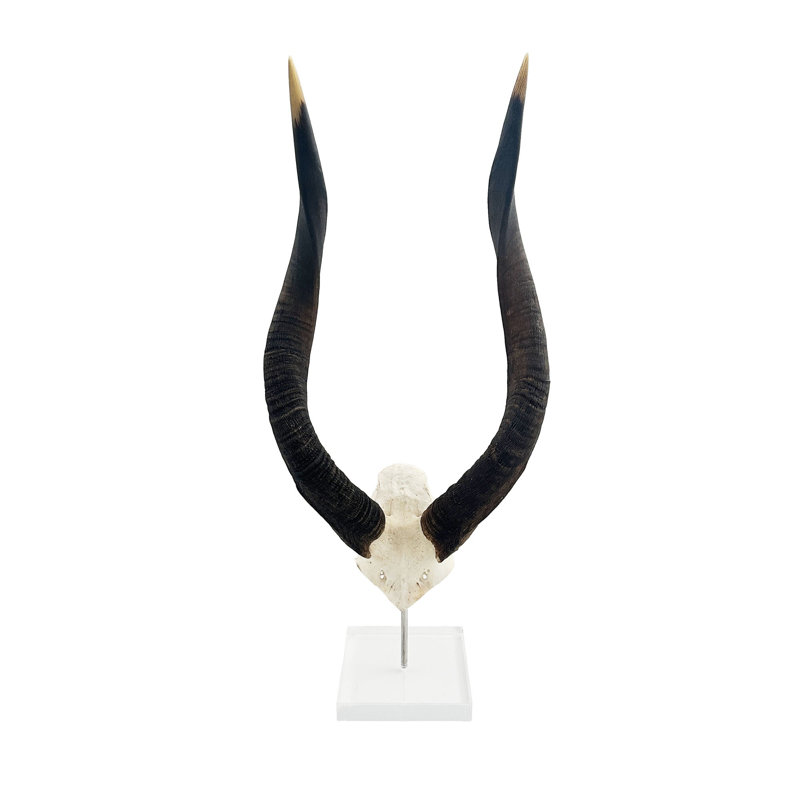 African Nyala V-Skull on Lucite Stand