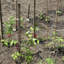 Support de plante galvanisé Bowermaster-27157351-27157358