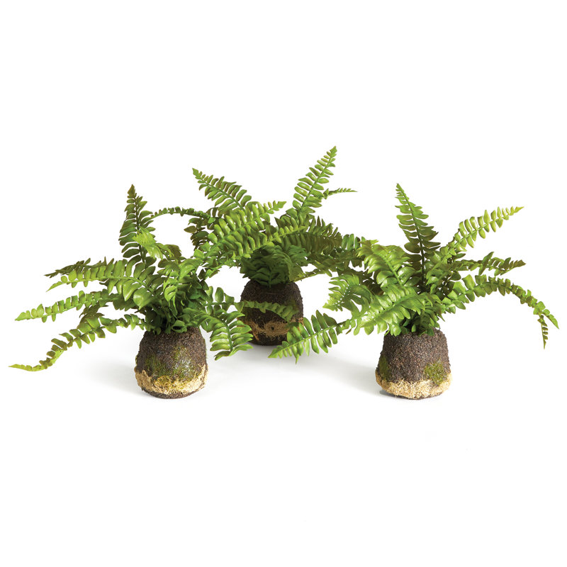 Ensemble de plantes fougères 3 pièces Analea